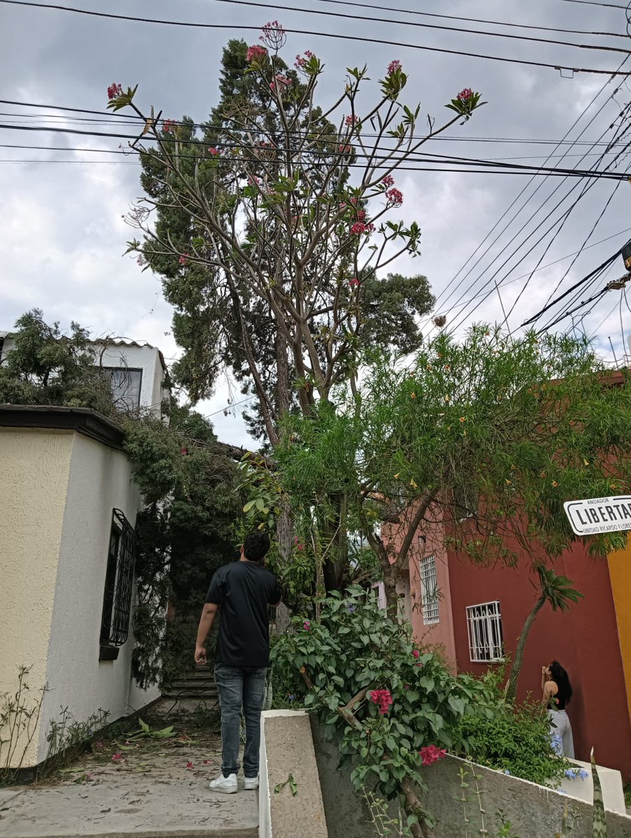Protección Civil - Oaxaca de Juárez tweet media