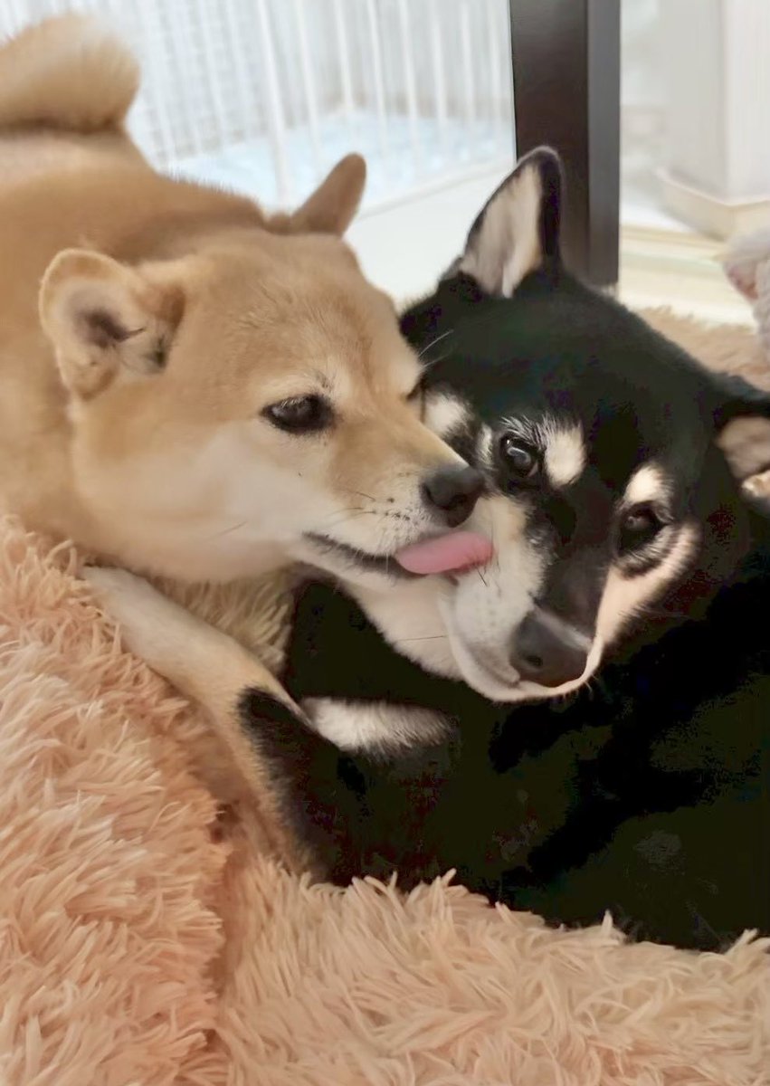 豆柴あさのん🐻🦊YouTubeも見てね👹 tweet media