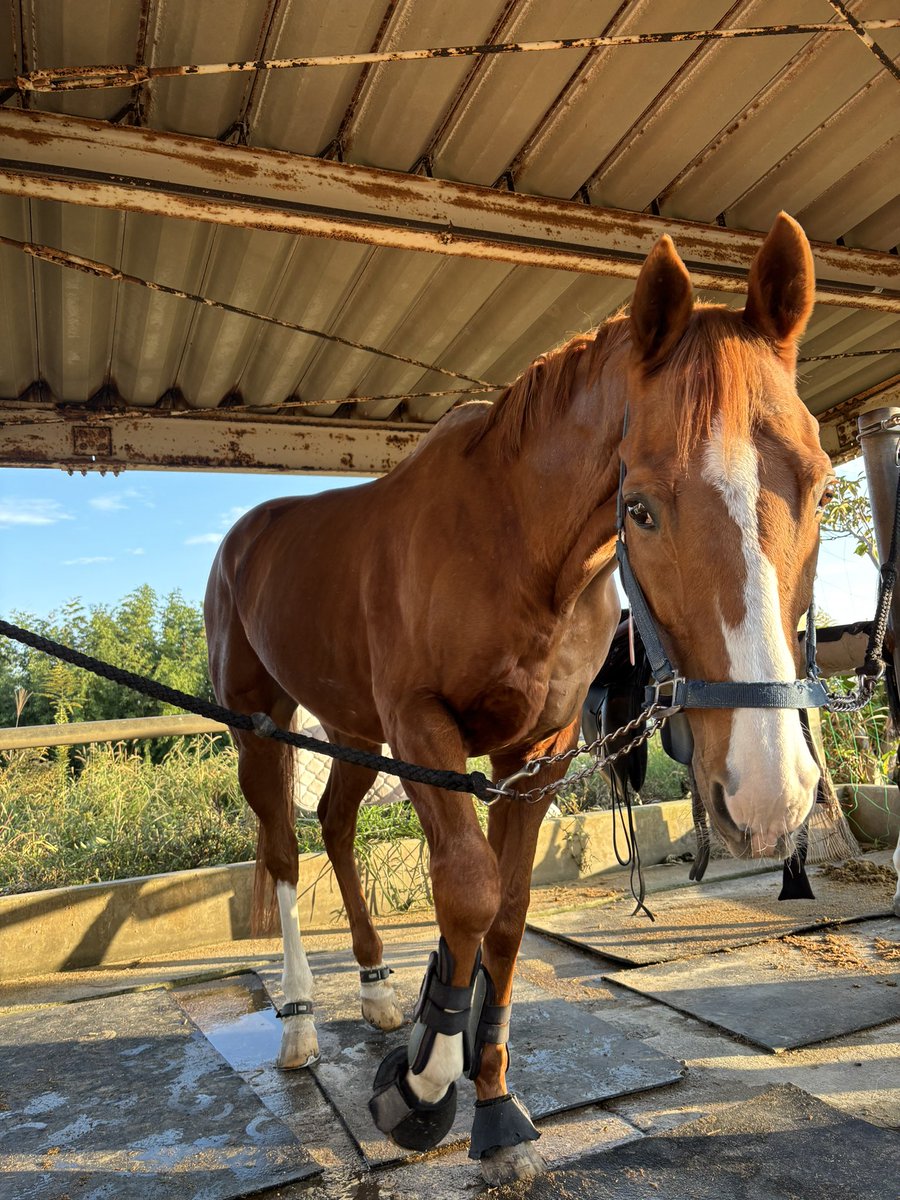 サトノカイザー@宮崎大学 tweet media