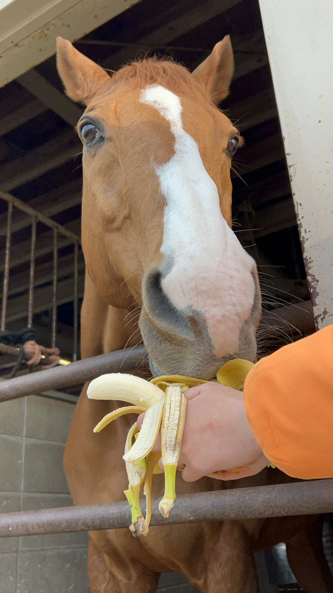 サトノカイザー@宮崎大学 tweet media