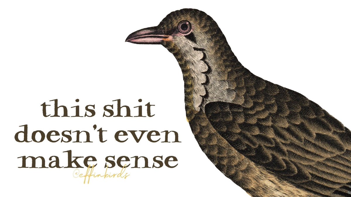 Effin' Birds tweet media