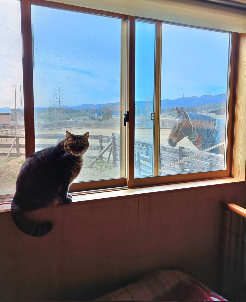 厩舎みちくさ 南相馬市小高区 tweet media