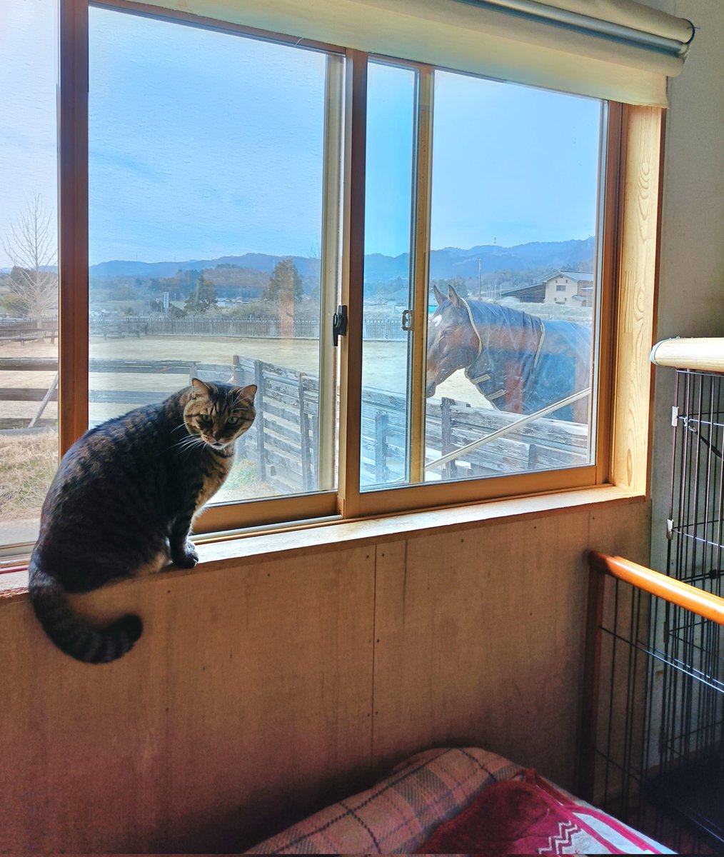 厩舎みちくさ 南相馬市小高区 tweet media