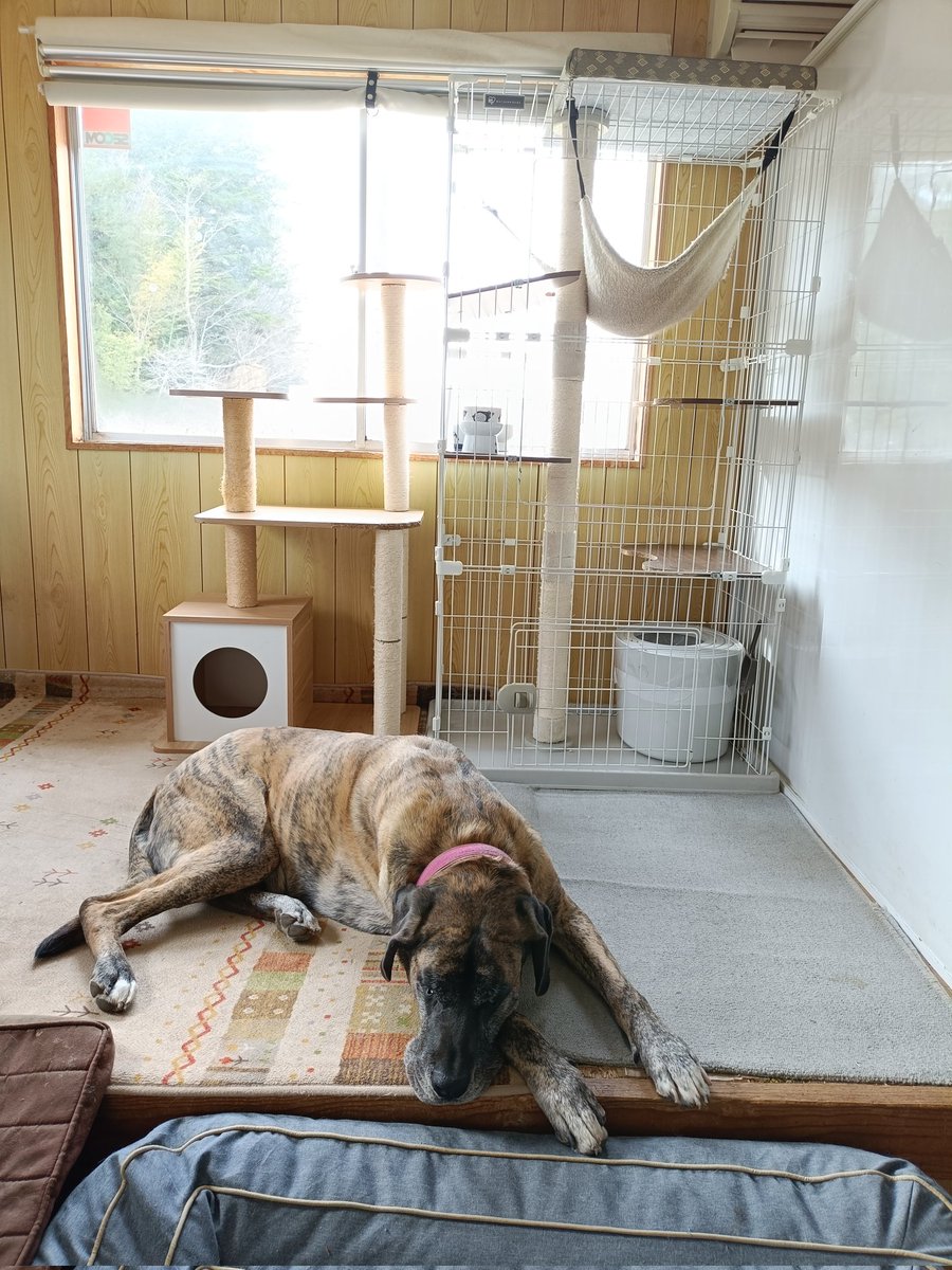 厩舎みちくさ 南相馬市小高区 tweet media