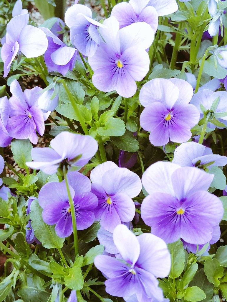 FWLMacZ95u95352's tweet image. my📷 /japan #elegant