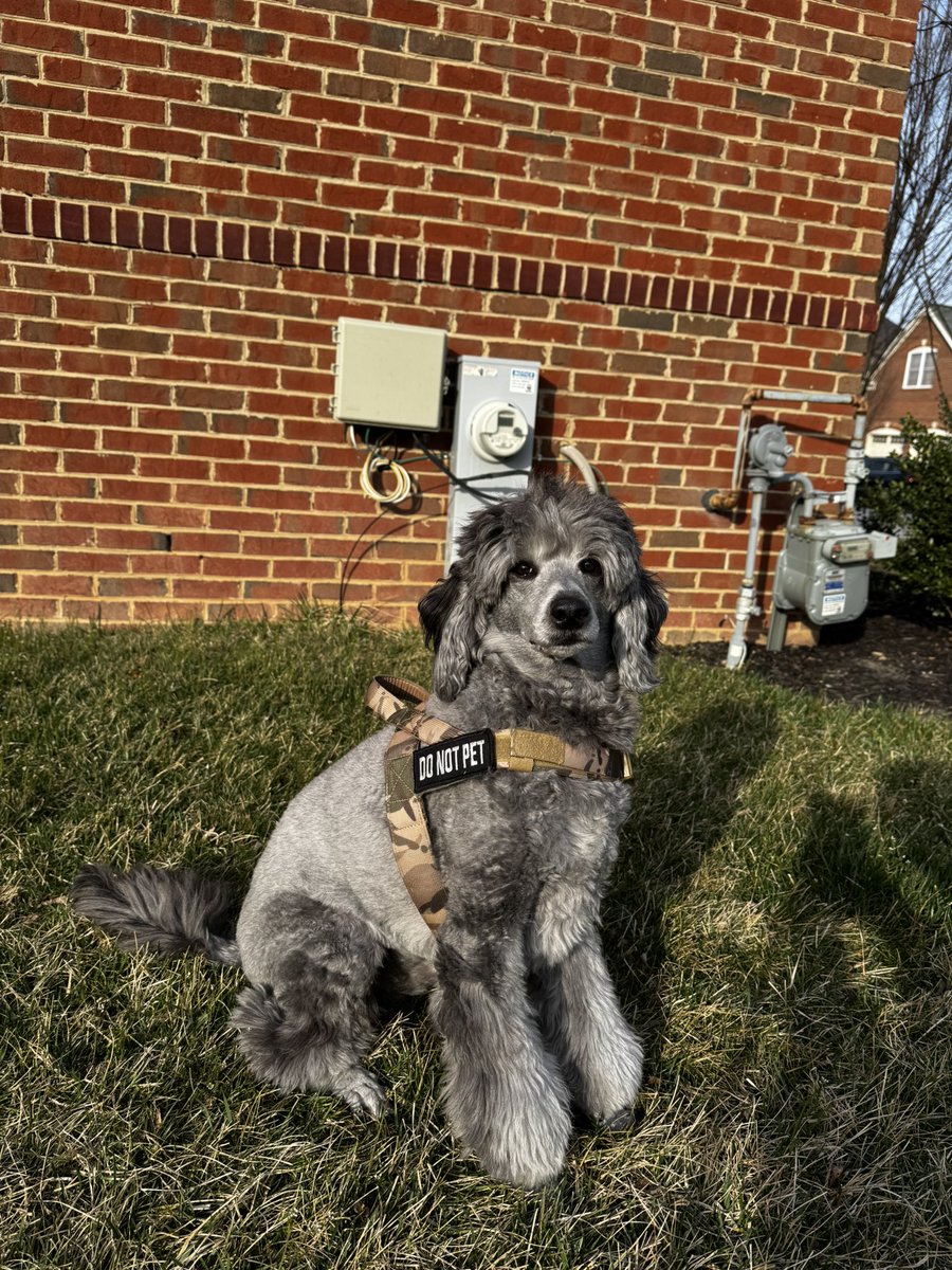 Paintress tweet media