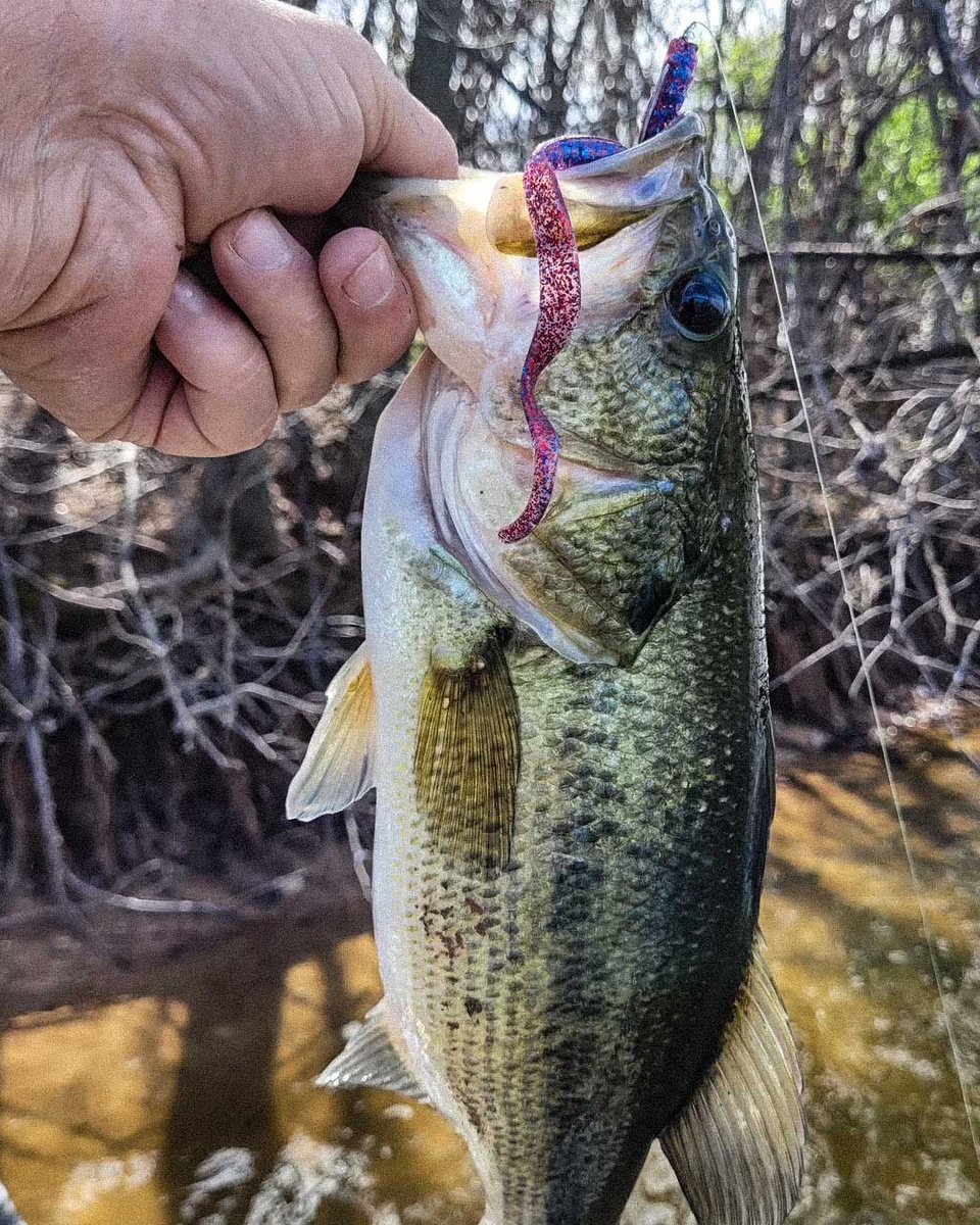 Culprit Fishing tweet media