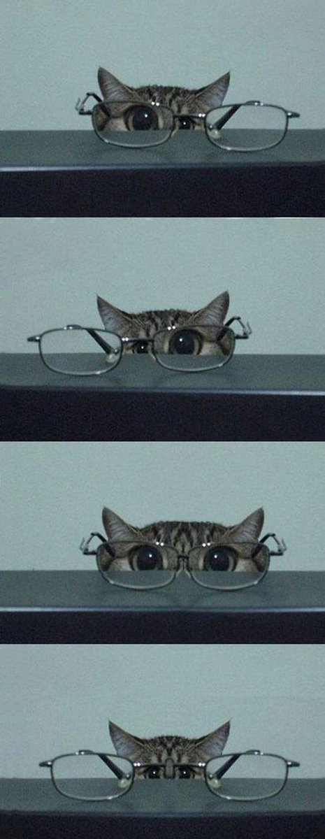 Miaw tweet media