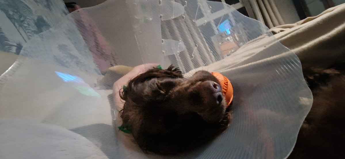 Rose of Lancaster tweet media