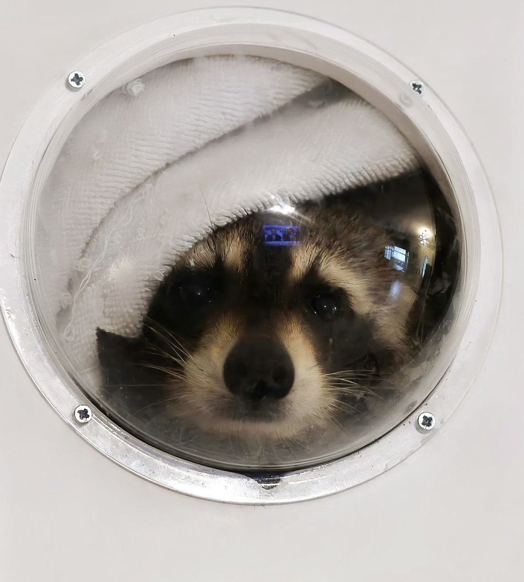 Why you should have a Raccoon tweet media