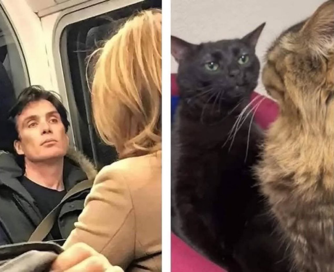 The Cats 𝕏 tweet media