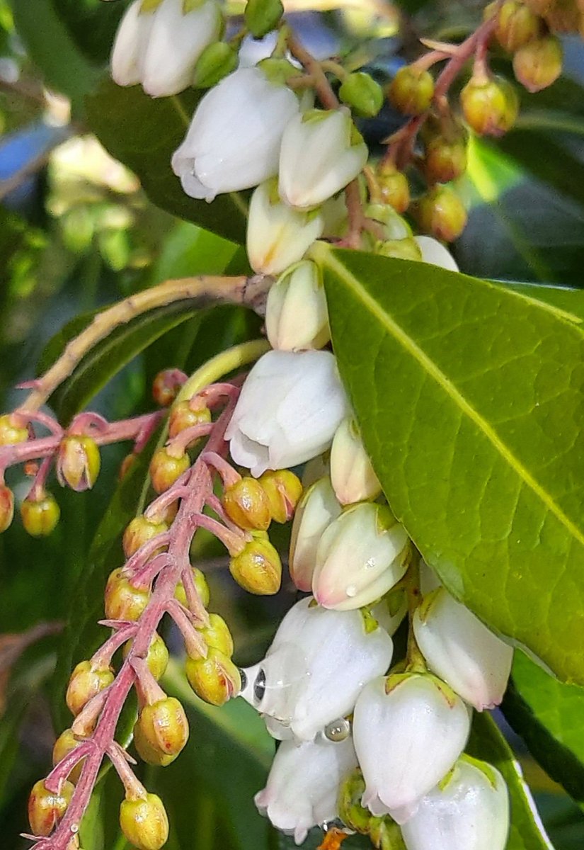 ☔雨降り☔
#雫
#花