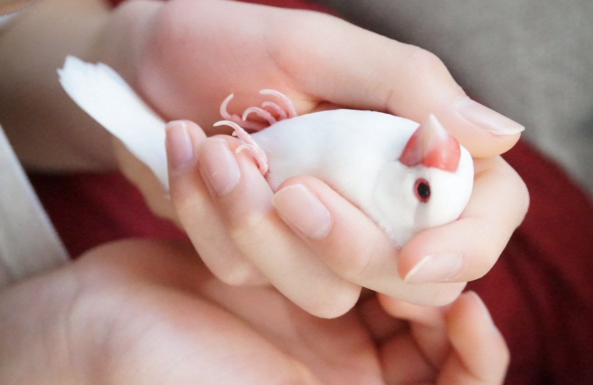 これは昨日のおこめちゃん
私でもこの抱っこはできないので子はすごいと思う（いいなぁ