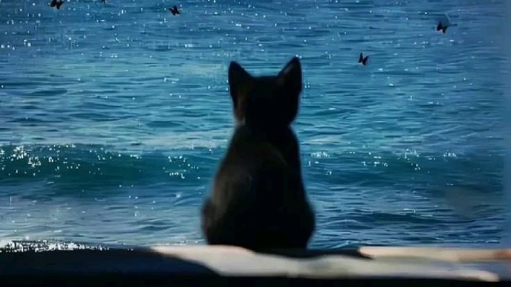 eveline honeymoon tweet media