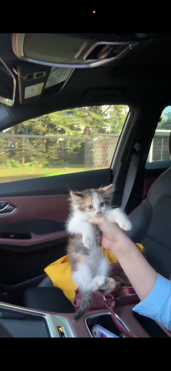 mynewshub's tweet photo. Sampai nyaris kena langgar akak ni cuba selamatkan anak kucing....Alhamdulillah dua-dua selamat.....

Terima kasih kak yea https://t.co/pAmBopvjzi
