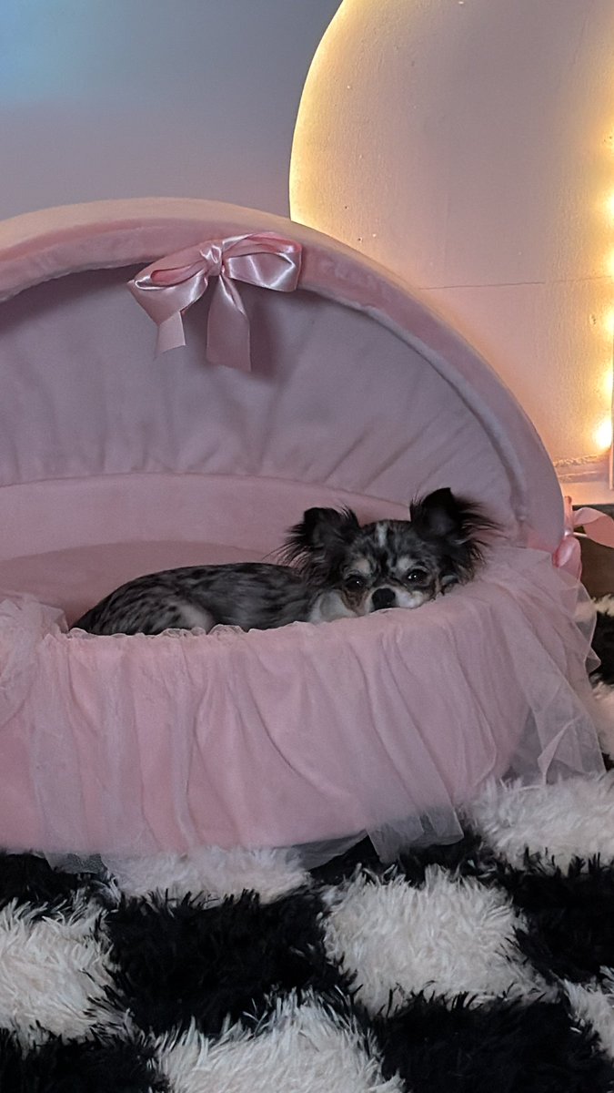 YA EN VIVOOOO. platiquita de la velada en lo que olivia duerme de fondo, aca los veo 😁