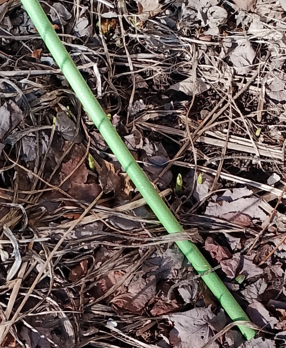 Anne LeBlanc 🇨🇦 @anneleblanc2.bsky.social #BLM tweet media