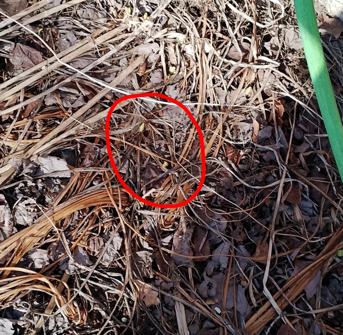 Anne LeBlanc 🇨🇦 @anneleblanc2.bsky.social #BLM tweet media