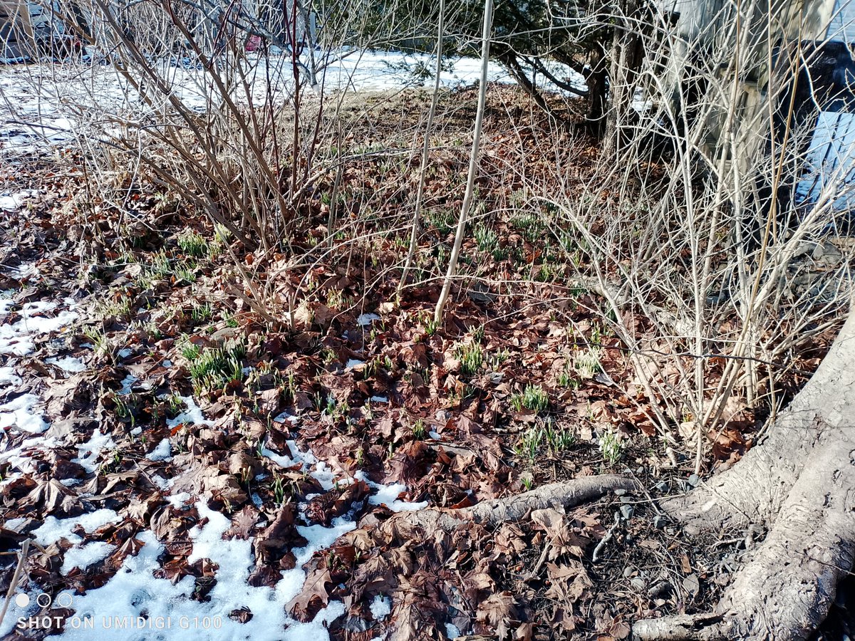 Anne LeBlanc 🇨🇦 @anneleblanc2.bsky.social #BLM tweet media