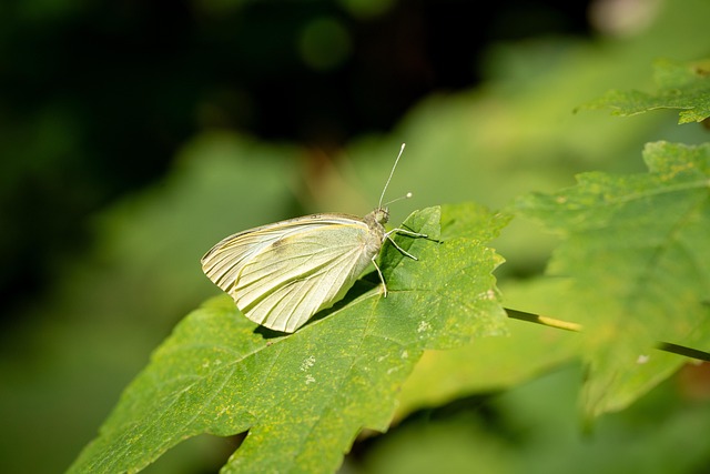 Daniel Sheth tweet media