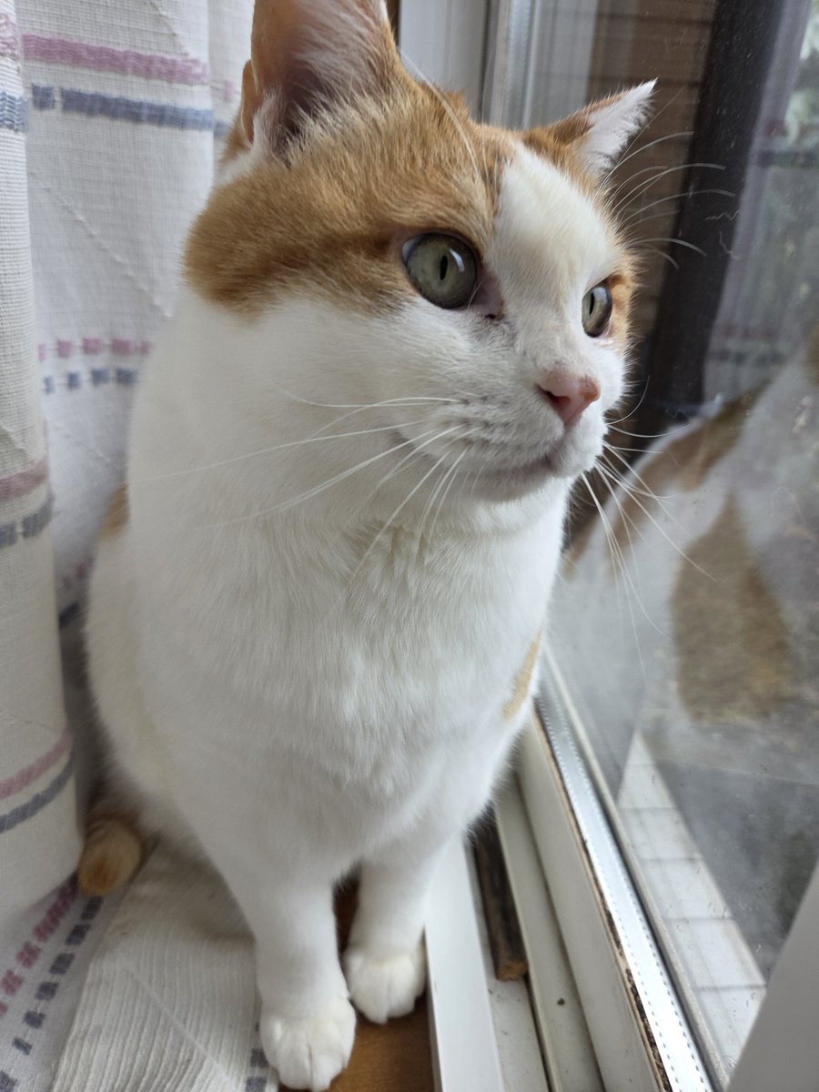 sakura01912402's tweet image. #ニャルソック
今日も偵察のお仕事！✨
またお友達に会えるといいねー🐱
#猫好きと繋がりたい 
#猫のいるくらし