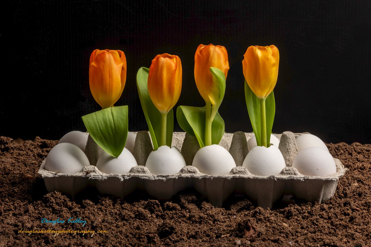 Douglas Kelley tweet media