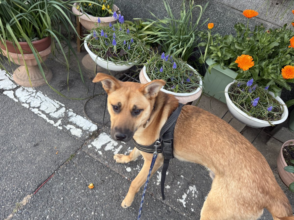silspi's tweet photo. おはち!
#雑種犬 #Chita_dog #知多犬 #zasshu #野犬の子 https://t.co/oCG8GLCj6v