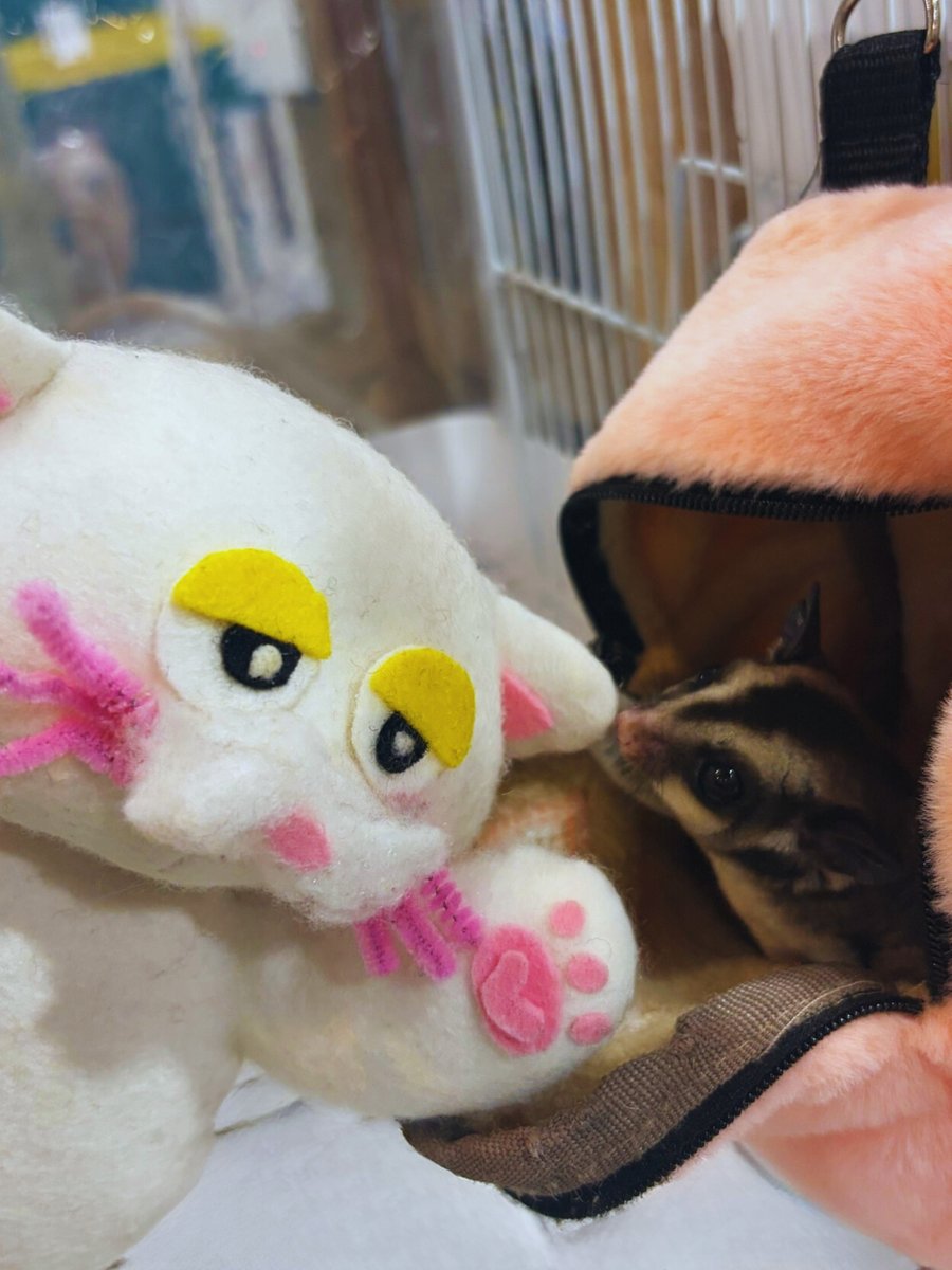 PETBOX オムとファムのふたりごと tweet media