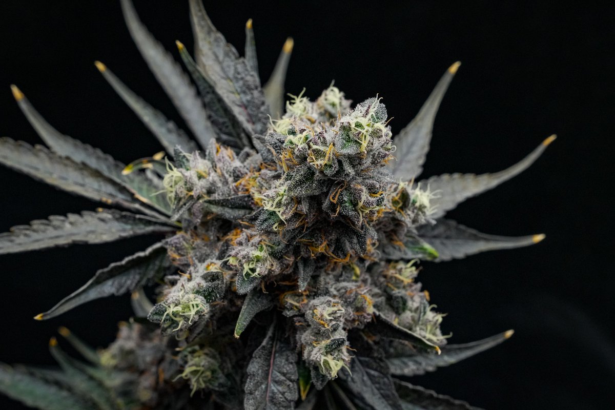 DogHouse Farms - Michigan tweet media