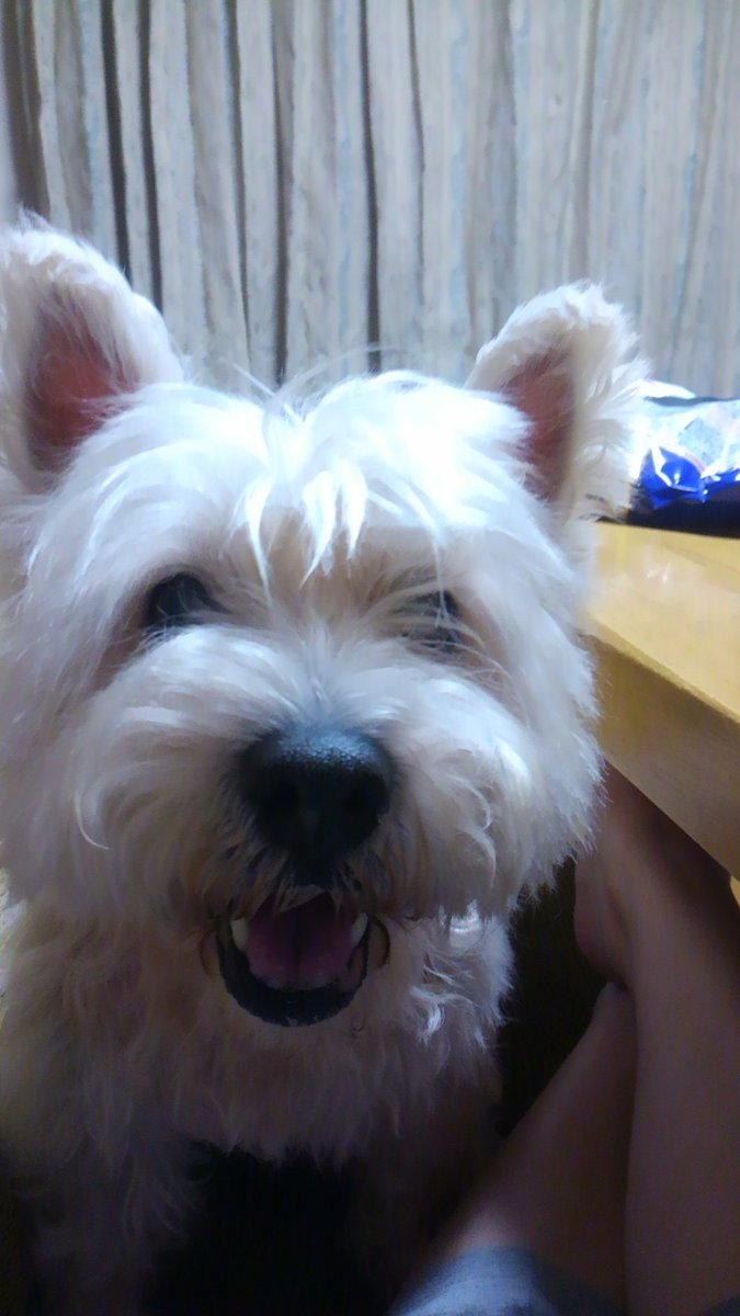 みけさん@AI時代のアラフィフ英語道 tweet media