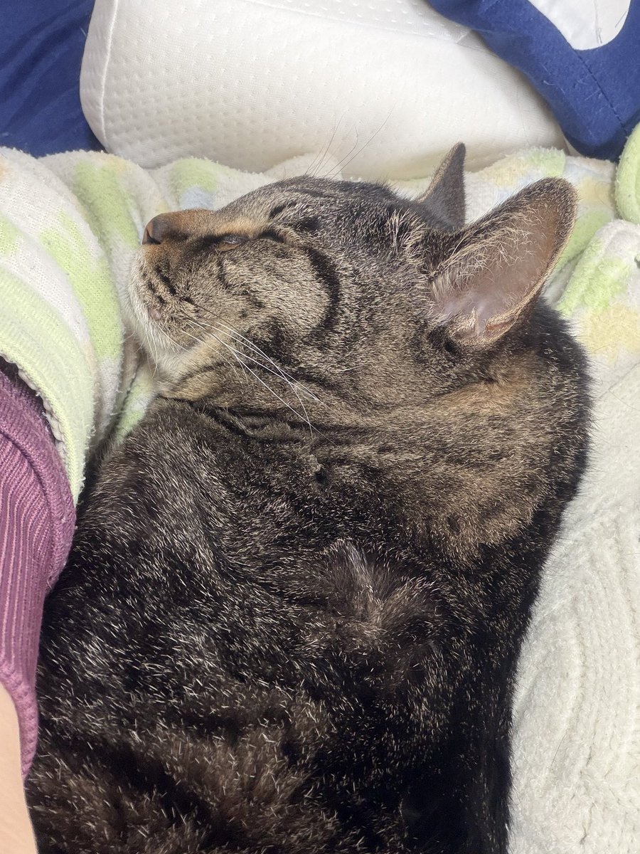 まえだみゆき tweet media