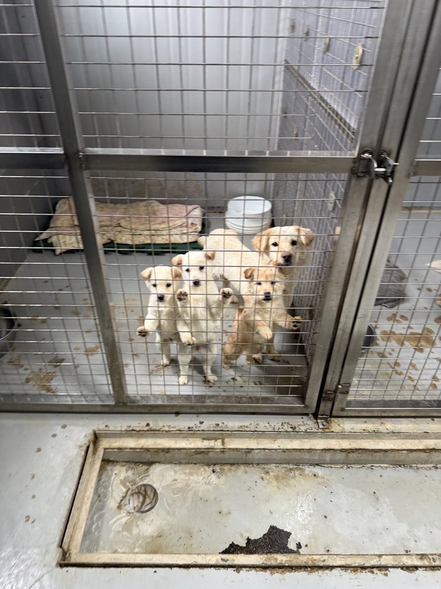 하남시 보호소 입양홍보 tweet media