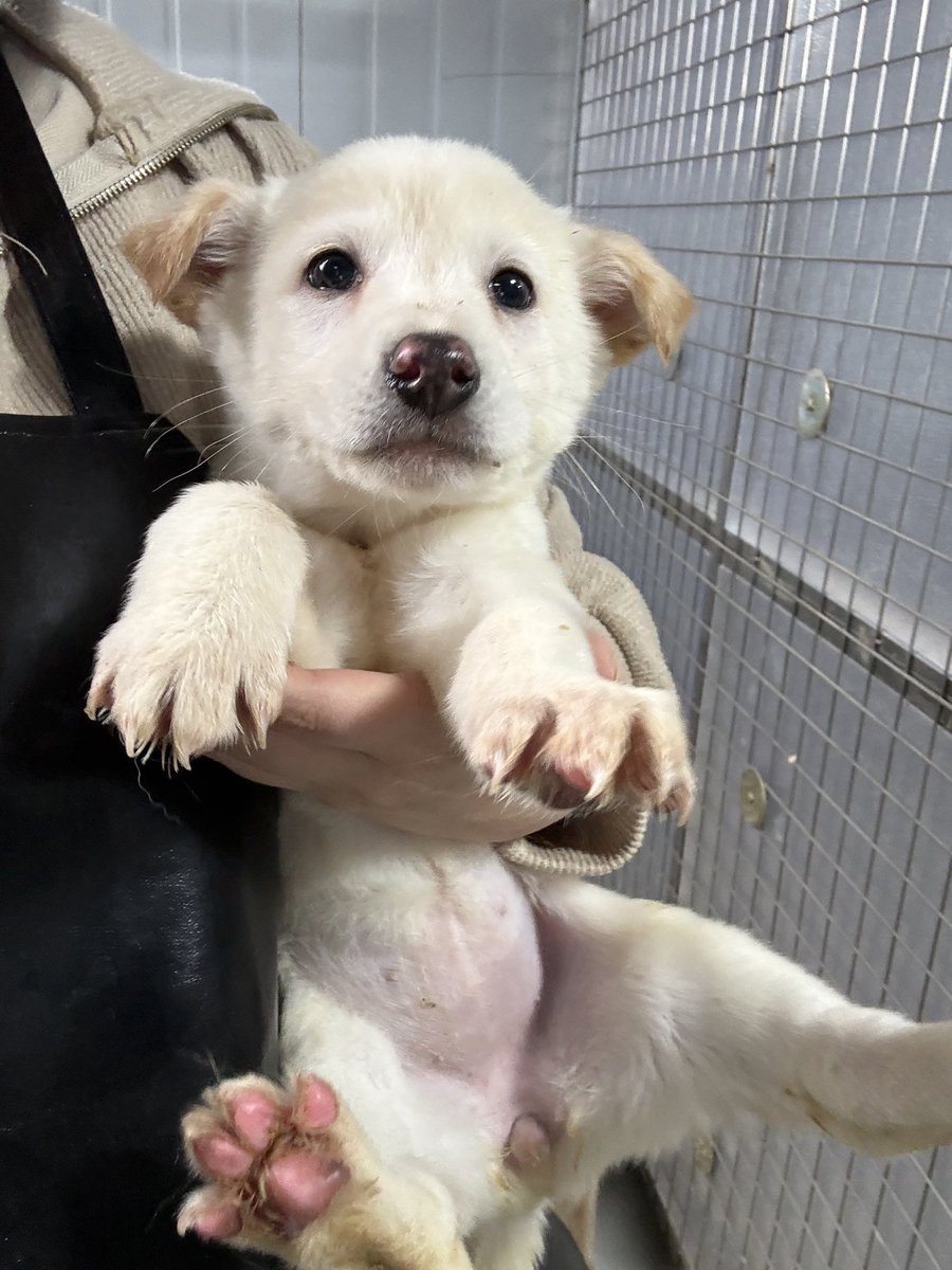 하남시 보호소 입양홍보 tweet media