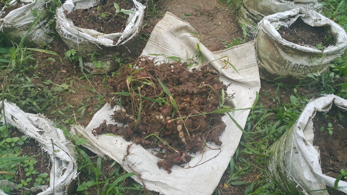 Gembira Tani tweet media