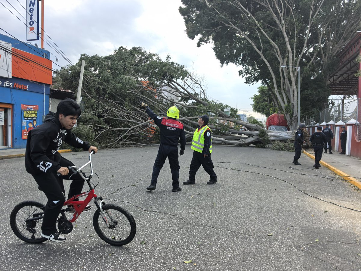 #FOTOS Continua la caida de árboles por los fuertes vientos tanto en la capital Oaxaqueña como en el municipio de Santa Lucía del Camino #FotoEdwin #Oaxaca #México #FrenteFrío41