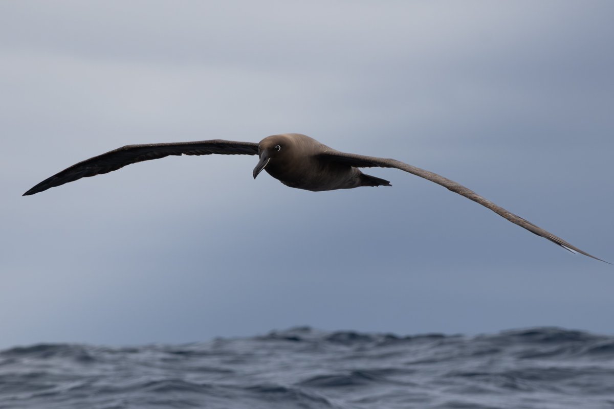 wizard boy super tweet media