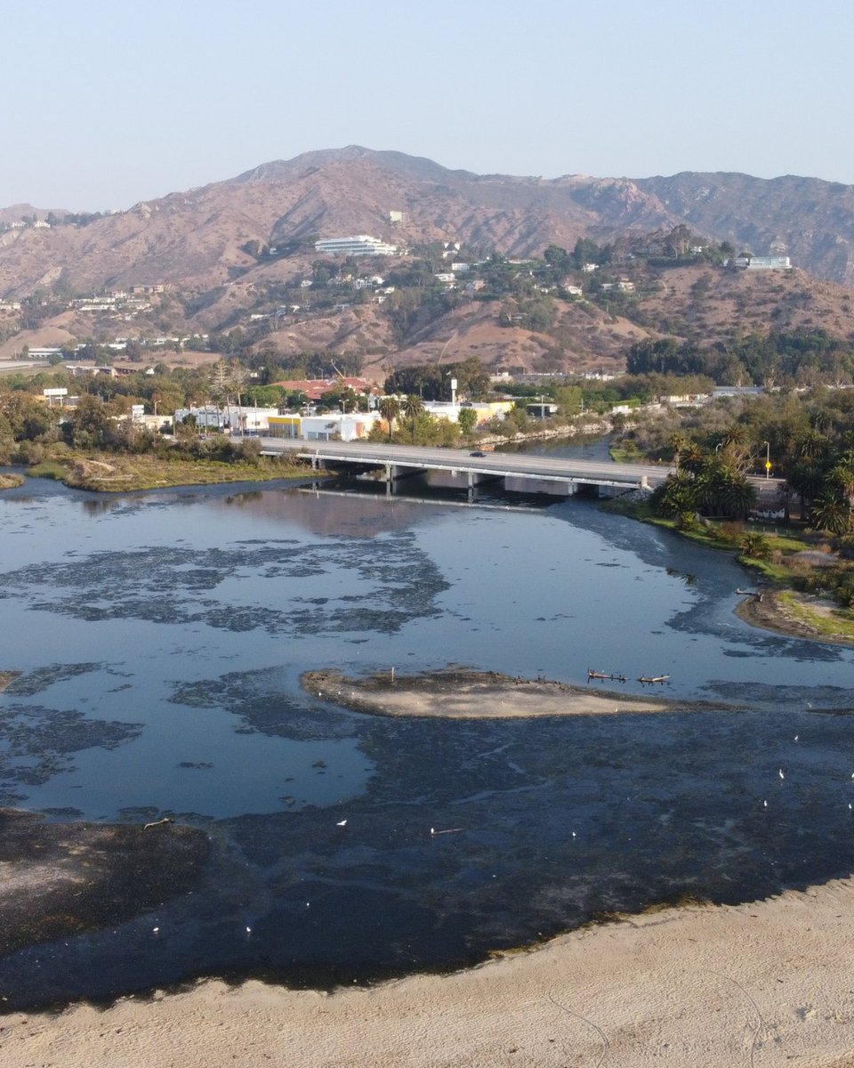 California Trout tweet media