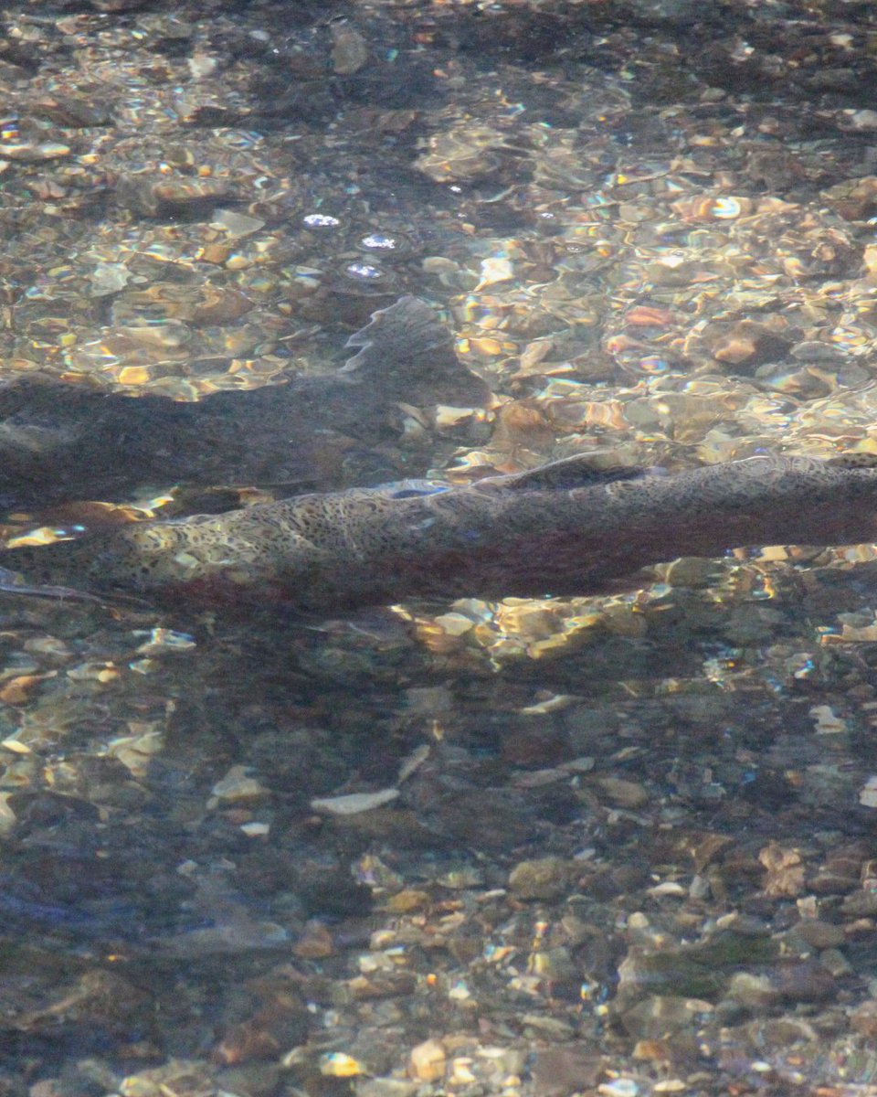 California Trout tweet media