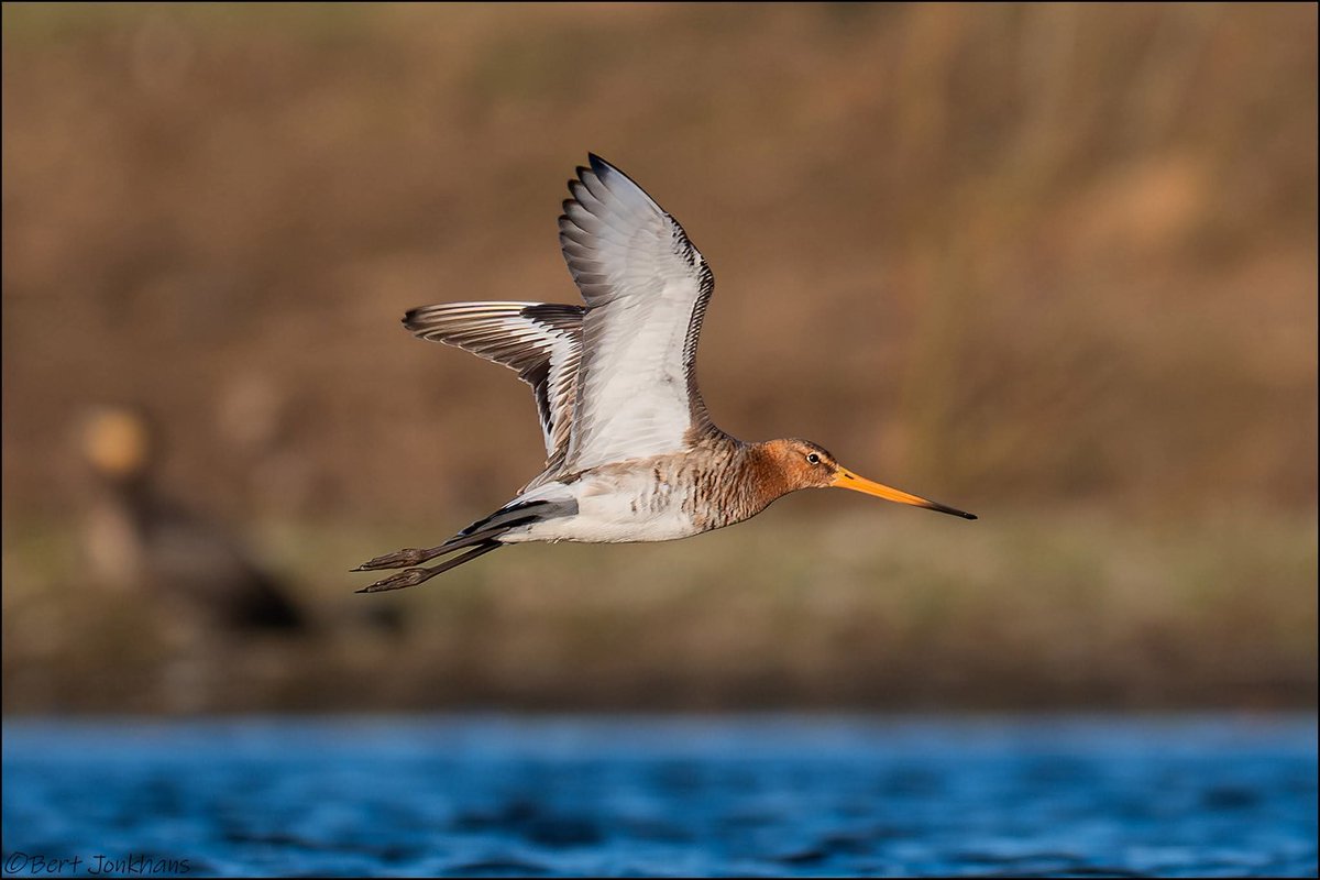 Bert Jonkhans tweet media