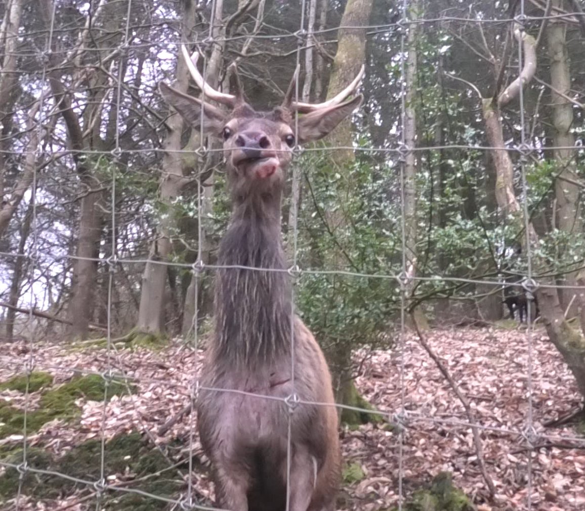North Dorset Hunt Saboteurs tweet media