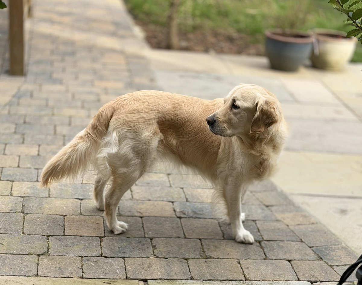 Reece Dinsdale tweet media