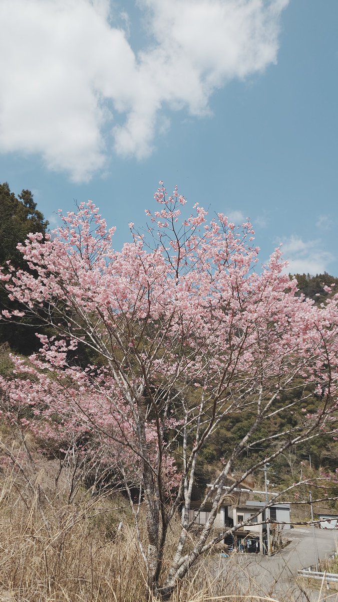 AggressorTomo's tweet photo. 恐らく国内で一番早い開花じゃないか、桜が見れた🤣 https://t.co/XViG71wn9K