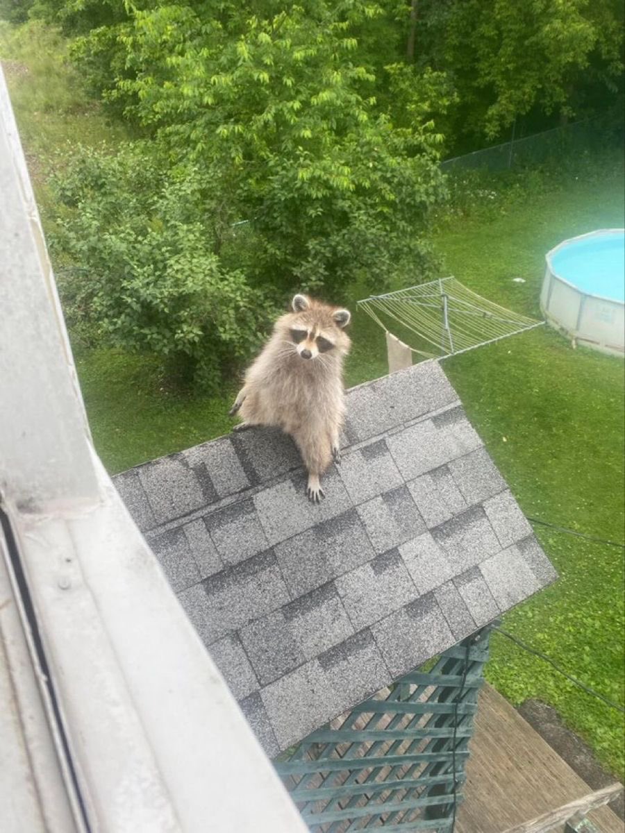 Why you should have a Raccoon tweet media