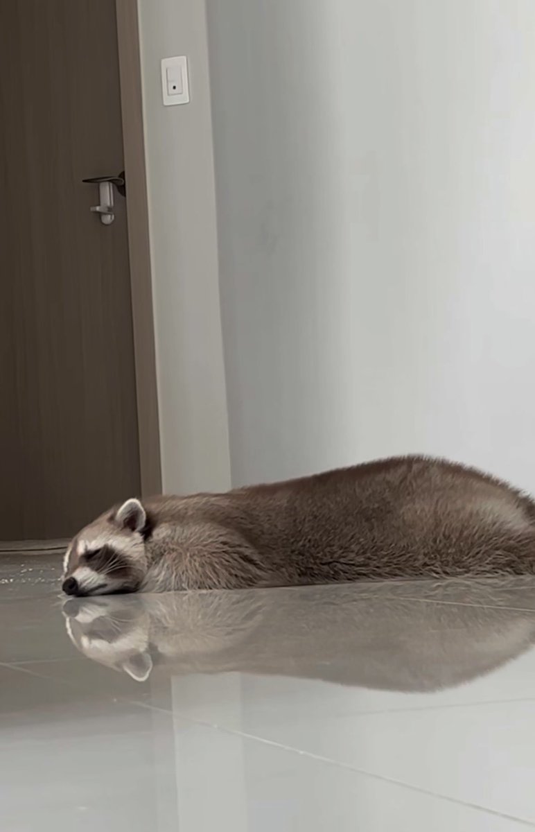 Why you should have a Raccoon tweet media