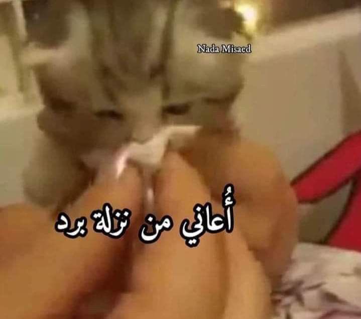 ice❄️ tweet media