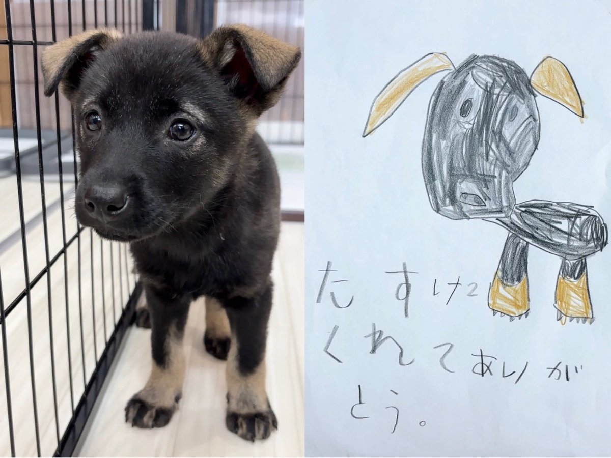 最高の贈り物🎁
112匹送り出してきて初めての体験❣️

皮膚がボロボロで怯えていたこの子が3人のお子様のいるお家に出発🚗

その引き渡しの時にこの絵を😭

辛い事が沢山あるこの活動だけど、全部が報われた瞬間でした

この子もお子様達も幸せになるのは確定ですね❣️
土曜に3匹のレスキュー要請入電‼️