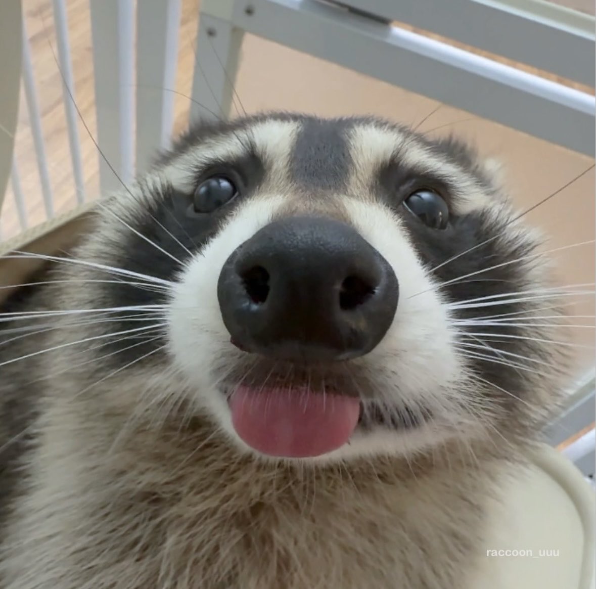 Why you should have a Raccoon tweet media