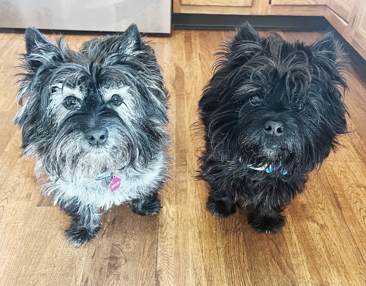 Jack Haley tweet media