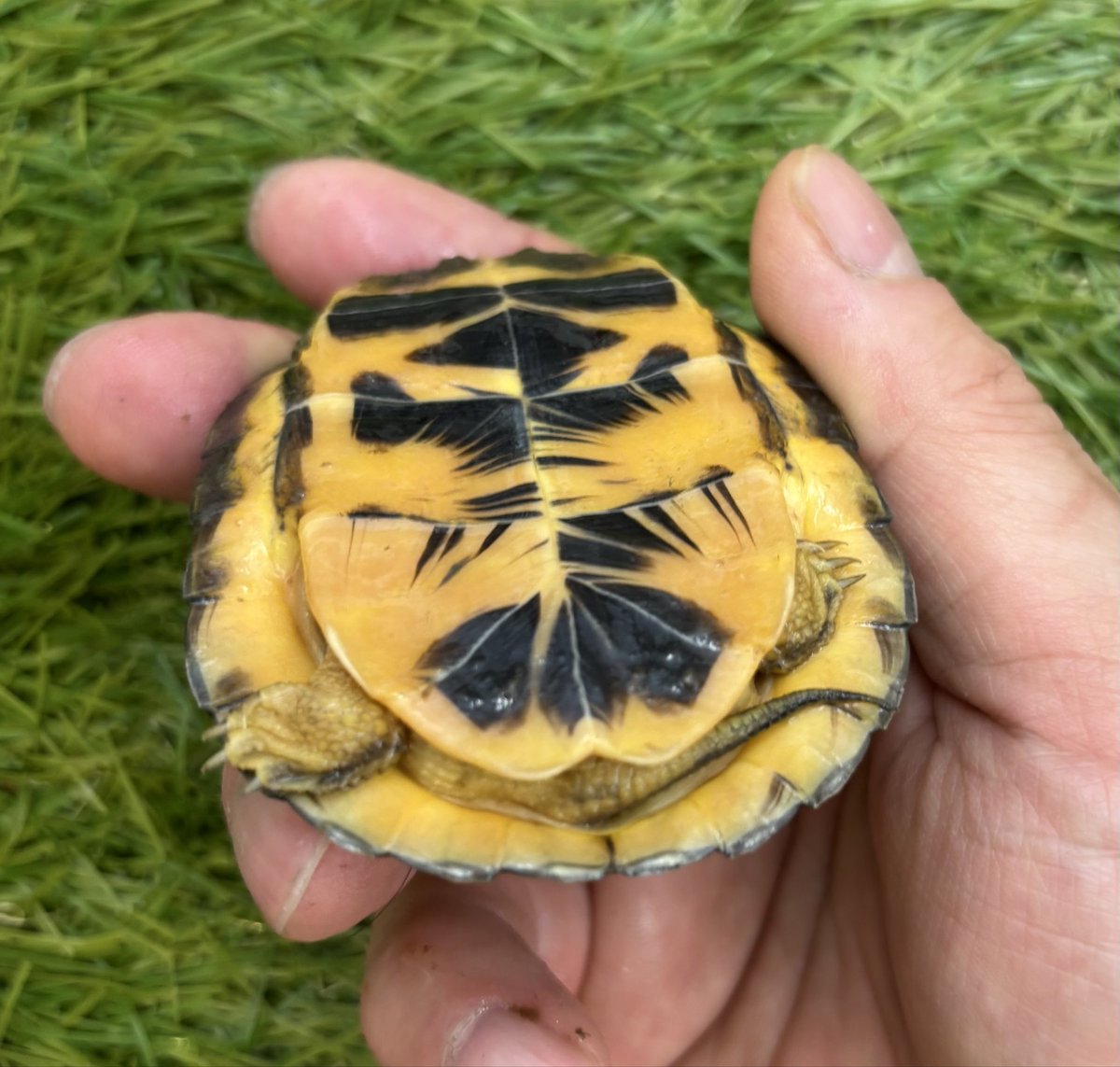 Land-mark tweet media