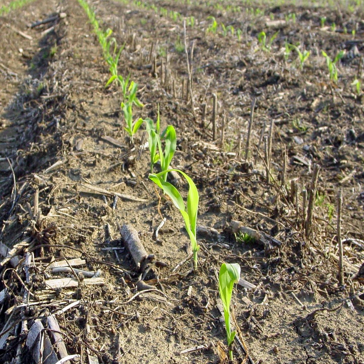 Erick Larson tweet media